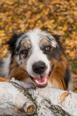 Avustralya çoban köpeği sonbahar ormanının arka planında. Cadılar Bayramı Konsepti. Yüksek kalite fotoğraf