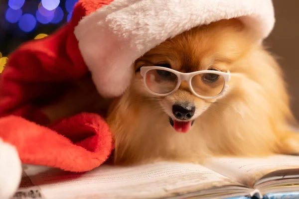 Noel Baba 'nın şapkalı ve gözlüklü köpek Noel ağacı ve ışıklarının arka planında bir kitabın üzerinde yatıyor. Yüksek kalite fotoğraf