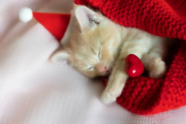 Red kitten in Santa Claus hat sleeping, next to the heart red — Stock Photo, Image