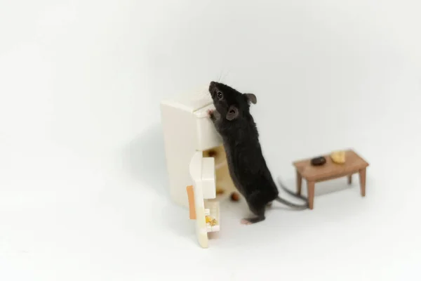 Un pequeño ratón gris mira en un refrigerador vacío, buscando comida. Muebles de muñecas — Foto de Stock