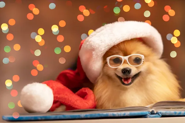Spitz pies w czapce Santa Clauss i okulary leży na książce na tle choinki i świateł — Zdjęcie stockowe