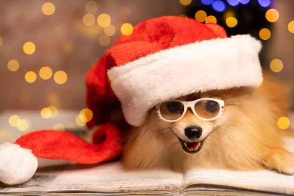 Spitz pies w czapce Santa Clauss i okulary leży na książce na tle choinki i świateł — Zdjęcie stockowe