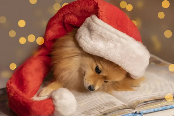 Spitz hond in Santa Clauss pet en bril ligt op een boek tegen de achtergrond van een kerstboom en verlichting Rechtenvrije Stockafbeeldingen