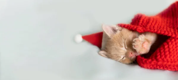 Red kitten sleeping in a Santa Claus hat and a knitted red blanket. Banner — Stock Photo, Image