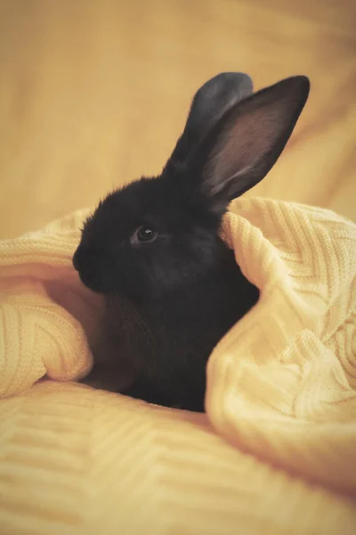 Черный кролик крупным планом на желтом трикотажном одеяле — стоковое фото