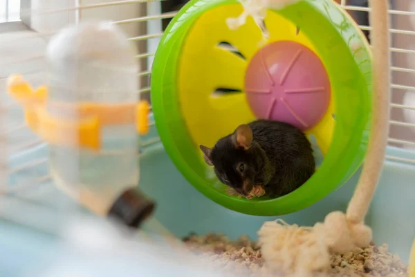 Petite souris grise dans une roue colorée — Photo