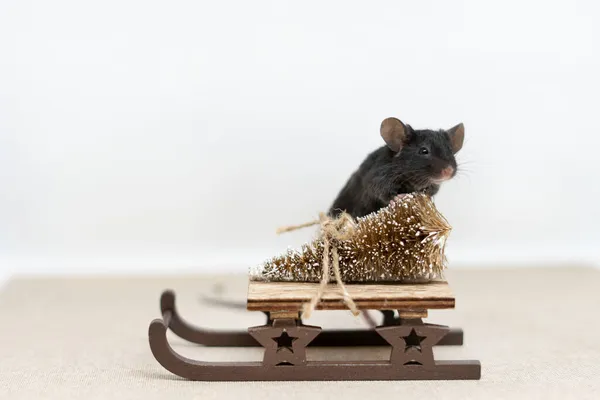 一只灰色的老鼠，长着木制雪橇，上面躺着一棵金色的圣诞树。新年概念 — 图库照片