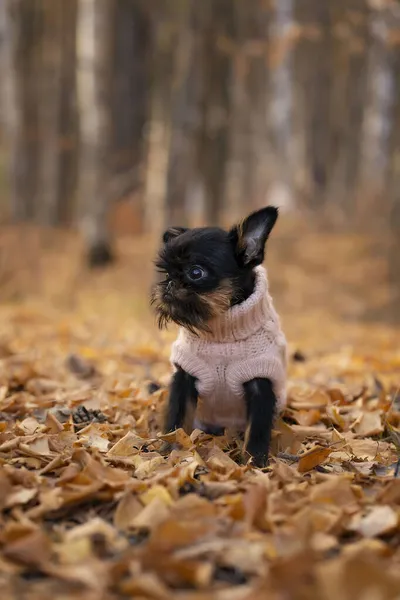 Belgian Griffon, un cane di Bruxelles Griffon in maglia nella foresta autunnale — Foto Stock