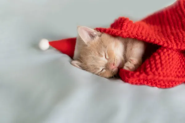 Red kitten in Santa Claus hat sleeping, next to the heart red — Stock Photo, Image