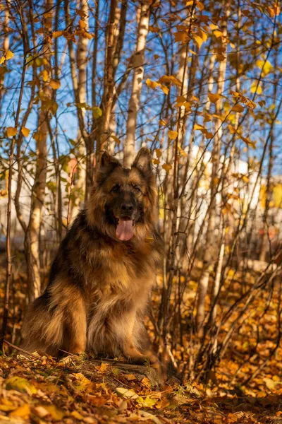 German Shepherd in full growth against the background of the autumn forest — Stock Photo, Image