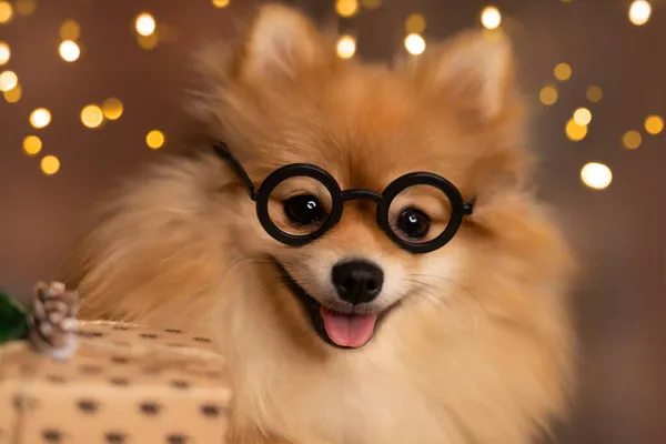 Pomeranian Spitz in glazen close-up tegen de achtergrond van nieuwjaarslichten — Stockfoto