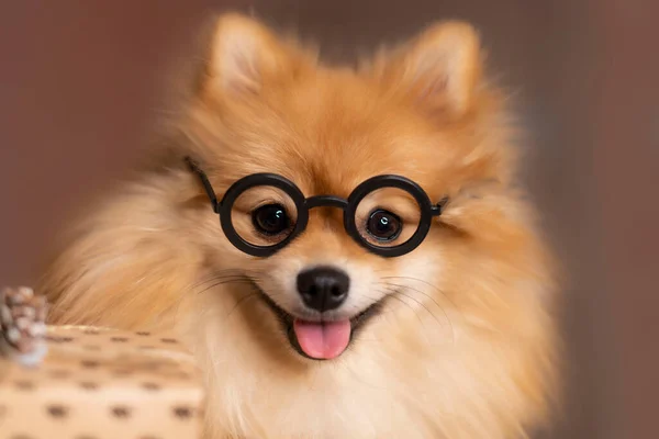 Pomeranian Spitz in bril op een beige achtergrond close-up Stockfoto