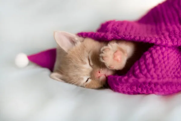 Rotes Kätzchen in fliederfarbenem Weihnachtsmannhut, schlafend auf einem grauen Bett — Stockfoto