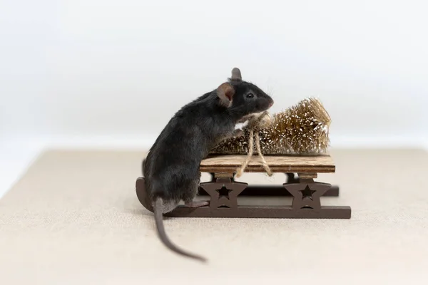 Altın bir Noel ağacıyla ahşap bir kızağa binen sevimli küçük fare faresi. Yeni yıl konsepti. Kopyalamak için boşluk.