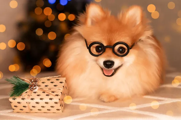 Pomerania Spitz primo piano con scatola regalo sullo sfondo delle luci di Natale — Foto Stock