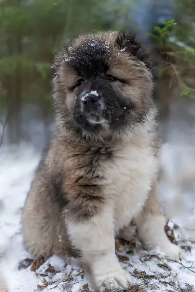 Caucasian Shepherd Dog Puppy in the Winter Forest — Stock Photo, Image