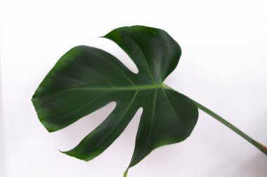 Beyaz arka planda yeşil sayfa canavarları