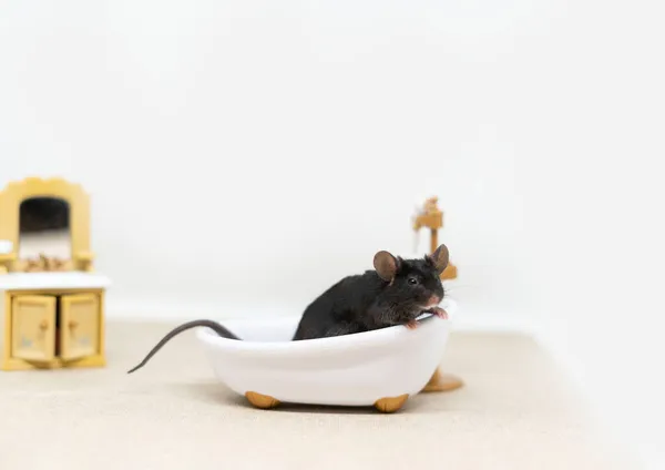 少し灰色のマウスは白い浴槽に座っています。人形家具. — ストック写真