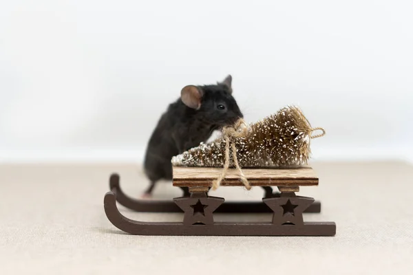 Um rato cinzento com trenós de madeira em que se encontra uma árvore de Natal dourada. Conceito de Ano Novo — Fotografia de Stock