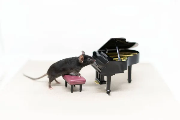 一只灰色的老鼠站在钢琴旁边.玩具娃娃家具复制空间 — 图库照片