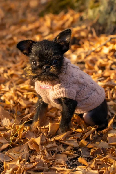 Belgiska Griffon, en Bryssel Griffon hund i stickade kläder i höstskogen — Stockfoto