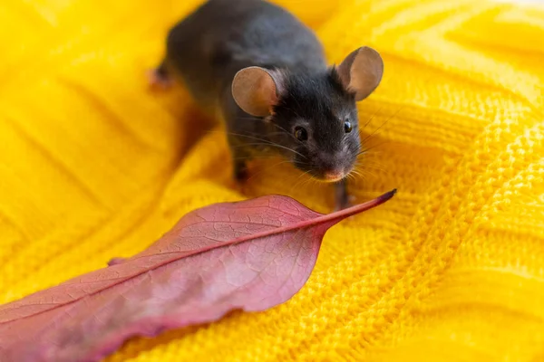 Sarı battaniyesinde sonbahar yaprağı olan gri fare.