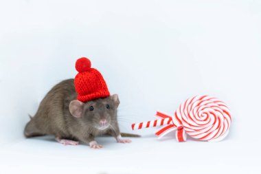 Kırmızı şapkalı gri sıçan ve yuvarlak yeni yıl lolipopu.