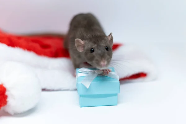 Linda rata decorativa con una caja azul, sentado en un sombrero rojo de Navidad — Foto de Stock