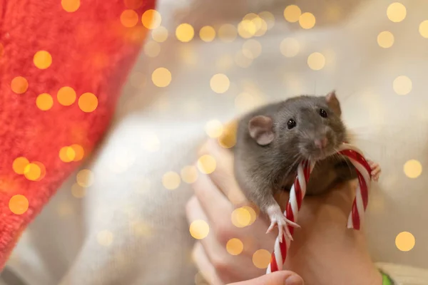 Крыса на одеяле с красной игрушкой. Голубая декоративная крыса на фоне рождественских огней — стоковое фото