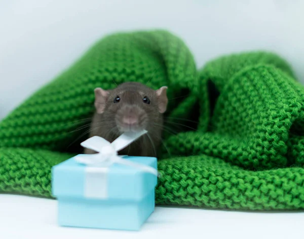 Şirin, dekoratif bir fare, örülmüş yeşil bir battaniyenin üzerinde mavi bir kutuyla oturuyor.