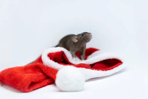 Милая декоративная крыса сидит на красной рождественской шляпе — стоковое фото