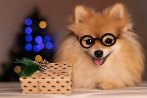 Pomeranian Spitz close-up met geschenkdoos op de achtergrond van kerstverlichting — Stockfoto