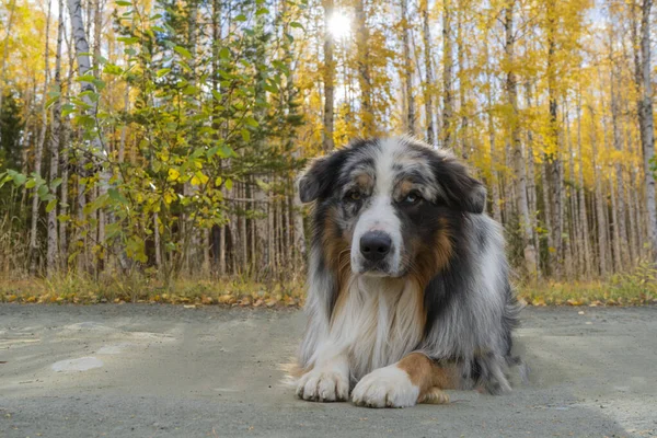 Avustralya Çoban Köpeği sonbahar ormanının arka planında yatar ve doğrudan kameraya bakar.