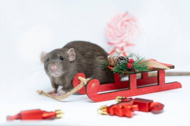 Kırmızı oyuncak bir kızağın yanında gri bir fare. Yeni yıl konsepti, Noel.