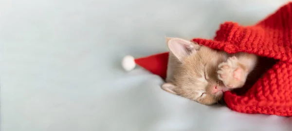 Un chaton rouge dort dans une couverture rouge tricotée et un chapeau du Père Noël. — Photo