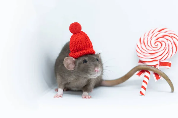 Серая крыса в красной шляпе с круглым новогодним леденцом — стоковое фото