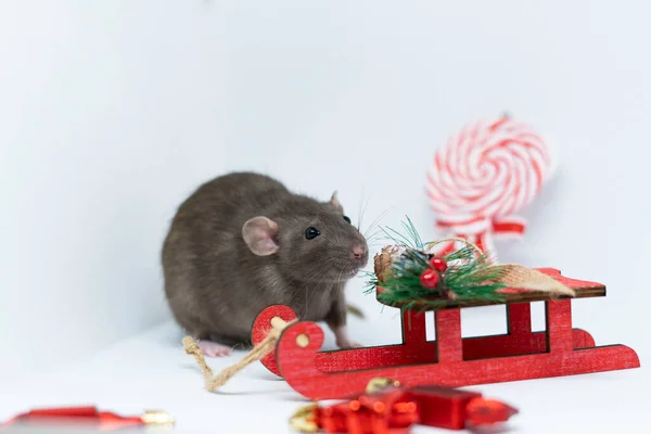 Un rat gris à côté d'un traîneau à jouets rouge. Le concept de la nouvelle année, Noël — Photo