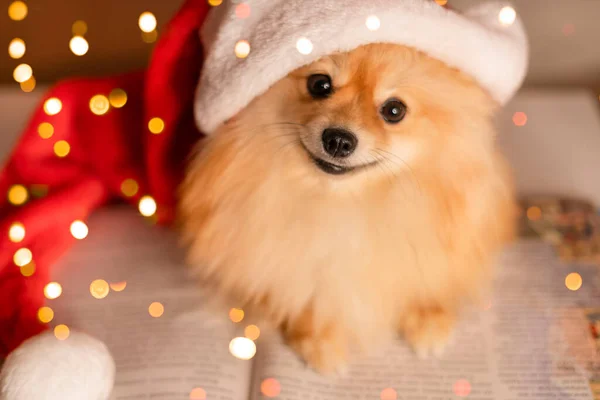 Spitz hond in Santa Clauss pet en bril ligt op een boek tegen de achtergrond van een kerstboom en verlichting Rechtenvrije Stockfoto's