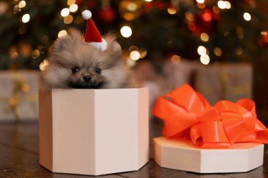 Spitz köpek yavrusu Noel ağacının altında bir hediye kutusunda