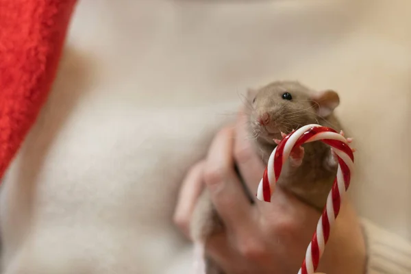 Un rat gris sur fond beige avec une sucette rouge — Photo