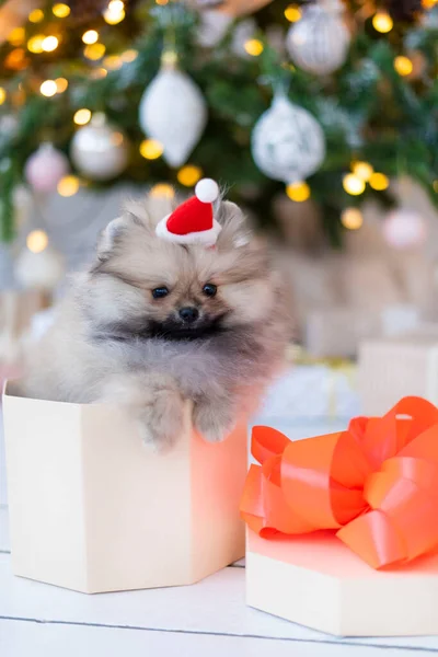 Spitz cucciolo in una scatola regalo sotto l'albero di Natale — Foto Stock