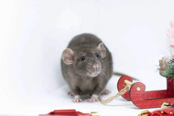 Una rata gris junto a un trineo de juguete rojo. El concepto del nuevo año, Navidad — Foto de Stock