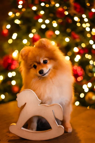 Spitz cane rosso sullo sfondo dell'albero di Natale con un sorriso — Foto Stock