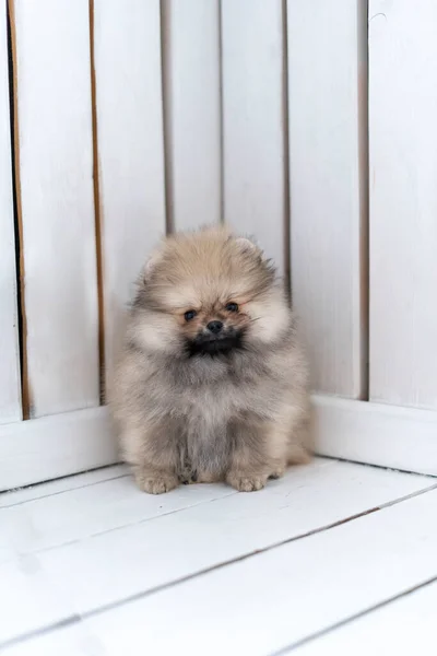 Ένα pomeranian κουτάβι κάθεται σε έναν καναπέ σε ένα ανοιχτό ξύλινο φόντο — Φωτογραφία Αρχείου