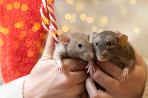 Две крысы на руках у девушки на фоне новогодних огней — стоковое фото