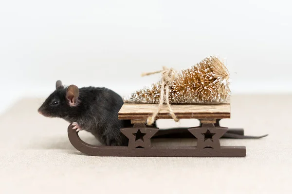 Cute little mouse gryzoń jazda na drewnianych saniach ze złotą choinką. Koncepcja Nowego Roku. Miejsce do kopiowania. — Zdjęcie stockowe