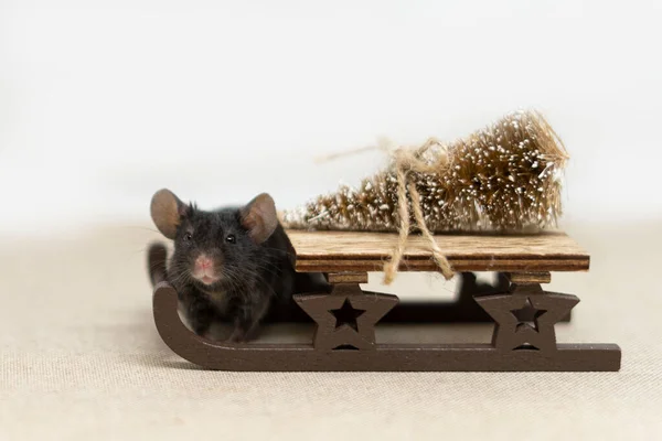 Cute little mouse gryzoń jazda na drewnianych saniach ze złotą choinką. Koncepcja Nowego Roku. Miejsce do kopiowania. — Zdjęcie stockowe