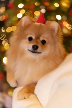 İri yarı bir kadın, Spitz köpeğini zevkten kollarında tutuyor. Tatil, hediye, yeni yıl konsepti.