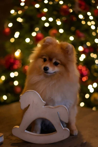 Rode hond Spitz op de achtergrond van de kerstboom met een glimlach — Stockfoto