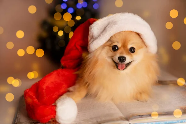 Spitz-Hund mit Nikolausmütze und Brille liegt auf einem Buch vor dem Hintergrund von Weihnachtsbaum und Lichtern — Stockfoto